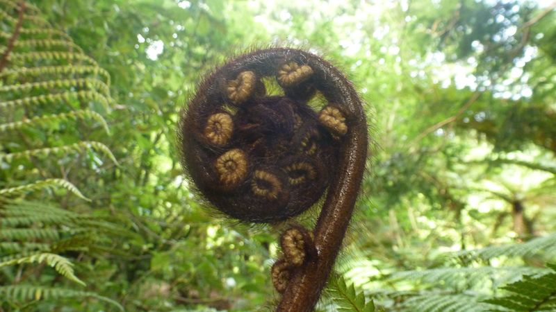 Koru, der sich entfaltende Farn. Für die Maori ein Symbol für Wachstum, Entwicklung und Kraft.